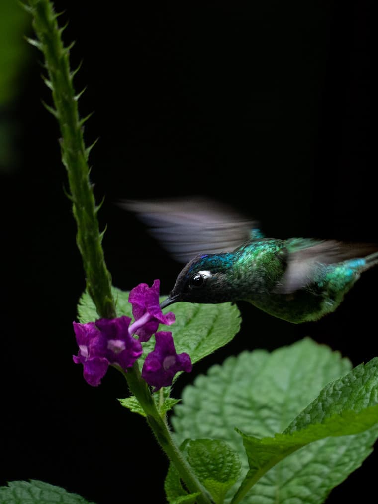 Hummingbird feeding on a violet flower at dusk